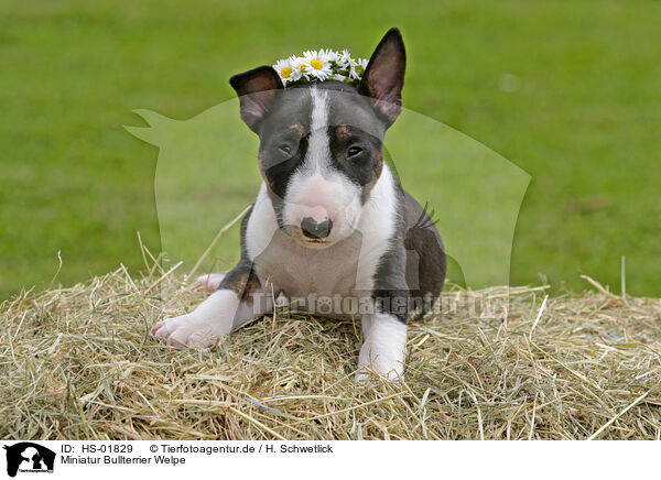 Miniatur Bullterrier Welpe / Miniature Bull Terrier Puppy / HS-01829