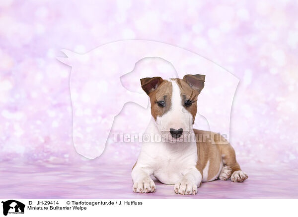Miniature Bullterrier Welpe / Miniature Bull Terrier Puppy / JH-29414