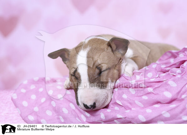 Miniature Bullterrier Welpe / Miniature Bull Terrier Puppy / JH-29461
