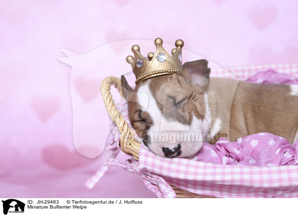 Miniature Bullterrier Welpe / JH-29463
