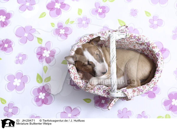 Miniature Bullterrier Welpe / Miniature Bull Terrier Puppy / JH-29471