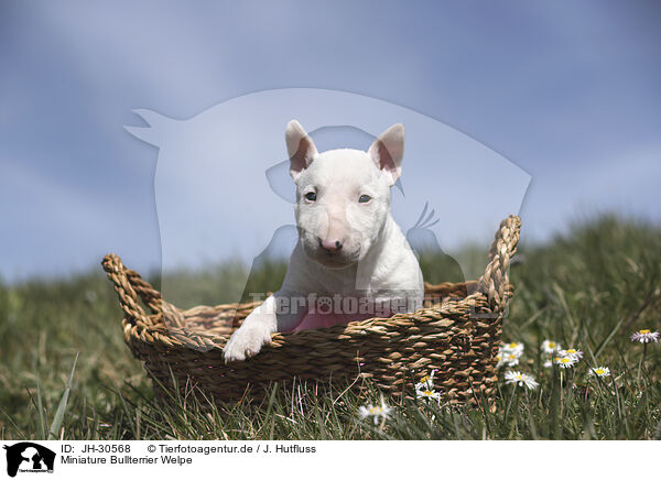 Miniature Bullterrier Welpe / Miniature Bull Terrier Puppy / JH-30568