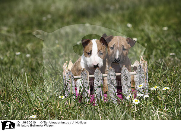 Miniature Bullterrier Welpen / Miniature Bull Terrier Puppies / JH-30610