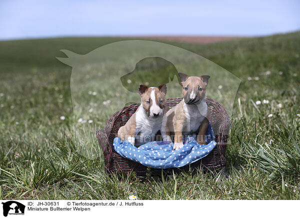 Miniature Bullterrier Welpen / Miniature Bull Terrier Puppies / JH-30631