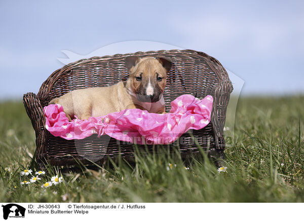 Miniature Bullterrier Welpe / Miniature Bull Terrier Puppy / JH-30643