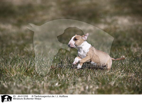 Miniature Bullterrier Welpe / Miniature Bull Terrier Puppy / JH-31356