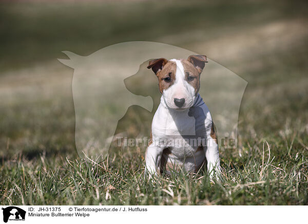Miniature Bullterrier Welpe / Miniature Bull Terrier Puppy / JH-31375