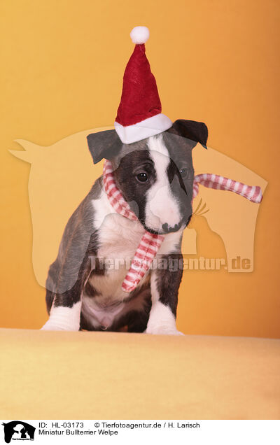 Miniatur Bullterrier Welpe / Miniature Bull Terrier Puppy / HL-03173