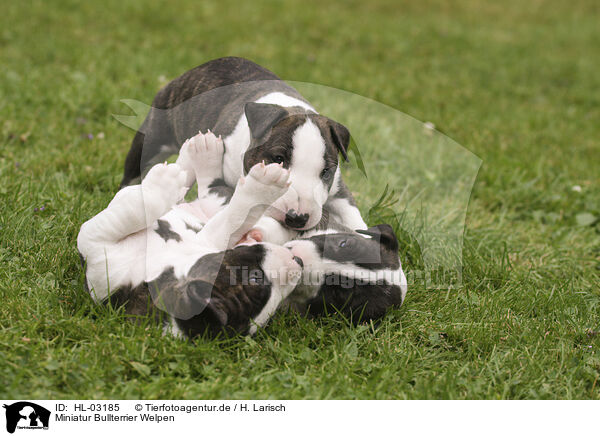 Miniatur Bullterrier Welpen / Miniature Bull Terrier Puppies / HL-03185