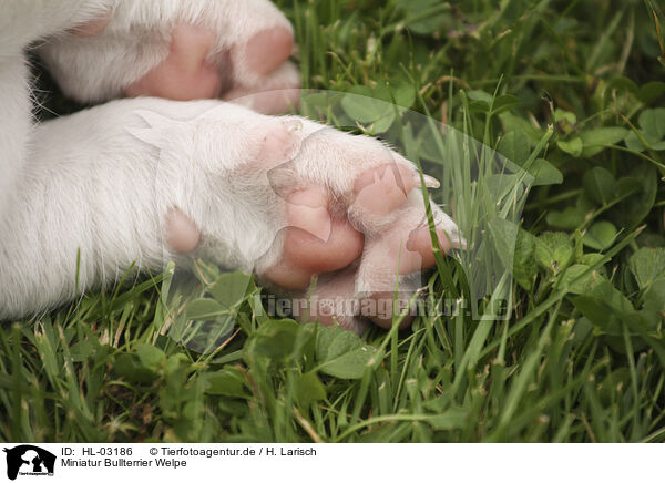 Miniatur Bullterrier Welpe / Miniature Bull Terrier Puppy / HL-03186