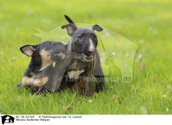 Miniatur Bullterrier Welpen / Miniature Bull Terrier Puppies / HL-03195