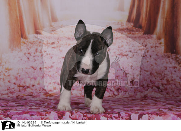 Miniatur Bullterrier Welpe / Miniature Bull Terrier Puppy / HL-03225