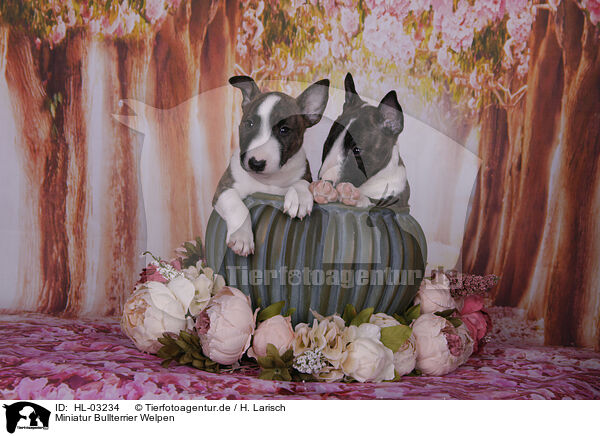 Miniatur Bullterrier Welpen / Miniature Bull Terrier Puppies / HL-03234