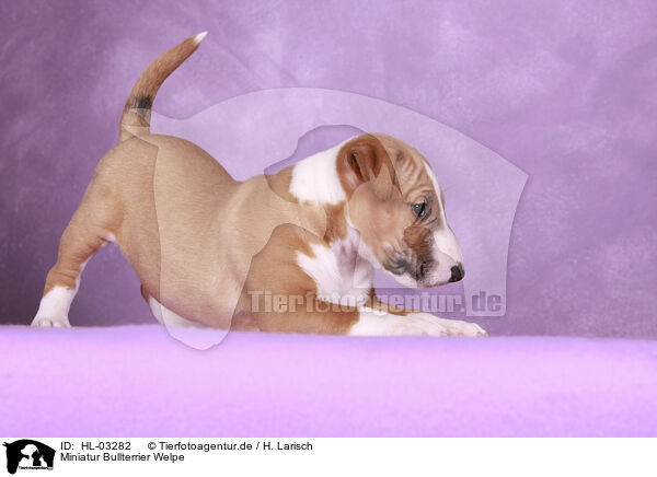 Miniatur Bullterrier Welpe / Miniature Bull Terrier Puppy / HL-03282