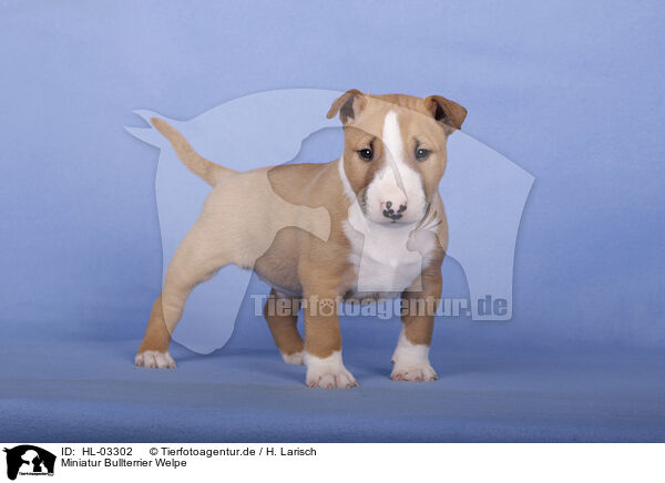 Miniatur Bullterrier Welpe / Miniature Bull Terrier Puppy / HL-03302