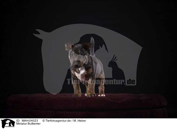 Miniatur Bullterrier / Miniature Bull Terrier / MAH-04023