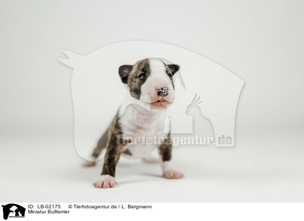 Miniatur Bullterrier / Miniature Bull Terrier / LB-02175