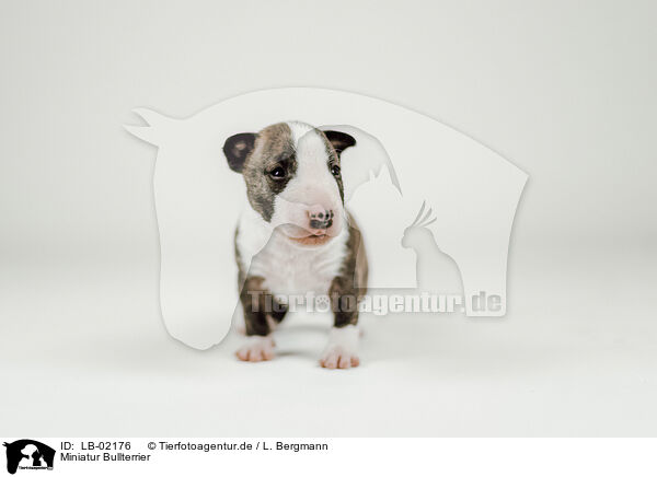 Miniatur Bullterrier / Miniature Bull Terrier / LB-02176
