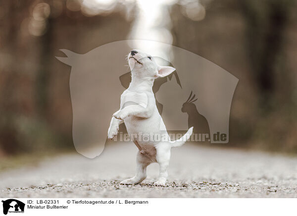 Miniatur Bullterrier / LB-02331