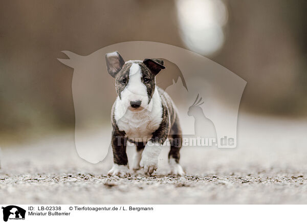 Miniatur Bullterrier / LB-02338