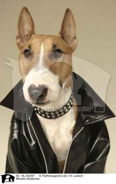Miniatur Bullterrier / Miniature Bull Terrier / HL-04297