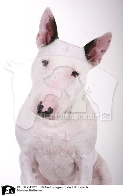 Miniatur Bullterrier / Miniature Bull Terrier / HL-04327