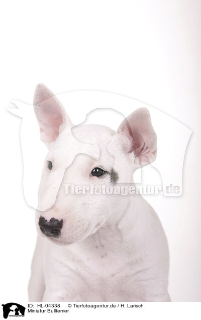 Miniatur Bullterrier / Miniature Bull Terrier / HL-04338