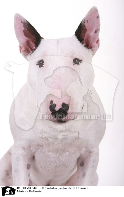 Miniatur Bullterrier / Miniature Bull Terrier / HL-04346