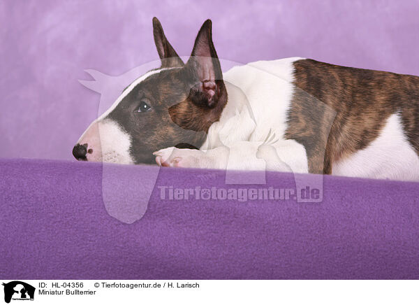 Miniatur Bullterrier / Miniature Bull Terrier / HL-04356