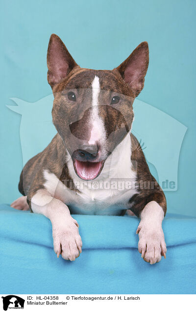 Miniatur Bullterrier / Miniature Bull Terrier / HL-04358