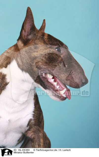 Miniatur Bullterrier / Miniature Bull Terrier / HL-04360