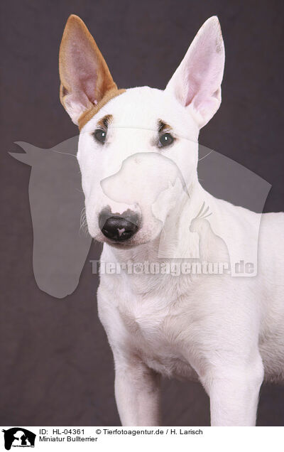 Miniatur Bullterrier / Miniature Bull Terrier / HL-04361