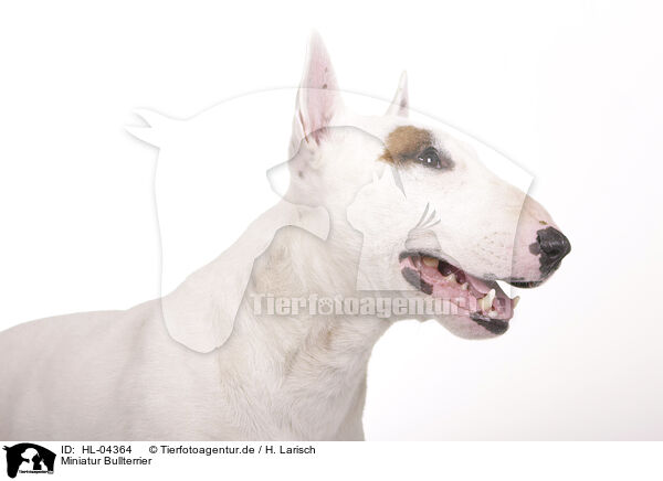 Miniatur Bullterrier / Miniature Bull Terrier / HL-04364