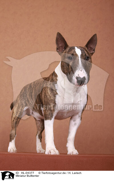 Miniatur Bullterrier / Miniature Bull Terrier / HL-04377