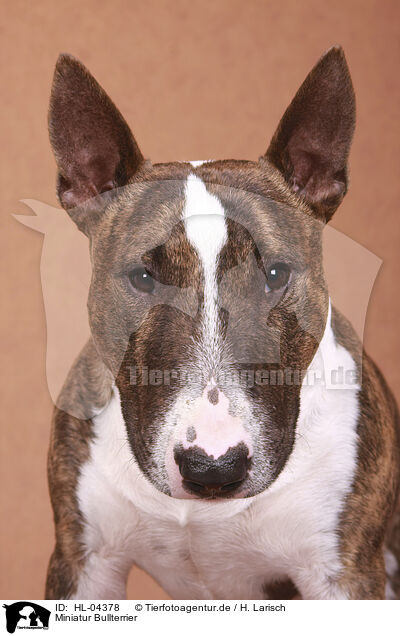 Miniatur Bullterrier / Miniature Bull Terrier / HL-04378