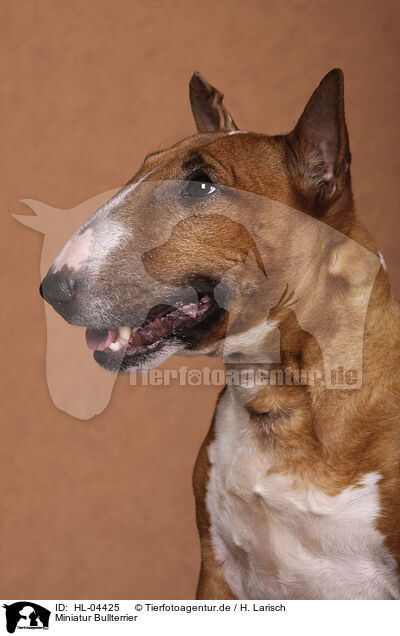 Miniatur Bullterrier / Miniature Bull Terrier / HL-04425