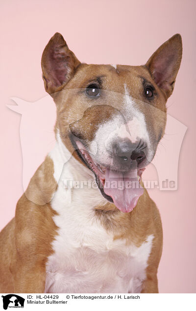 Miniatur Bullterrier / Miniature Bull Terrier / HL-04429
