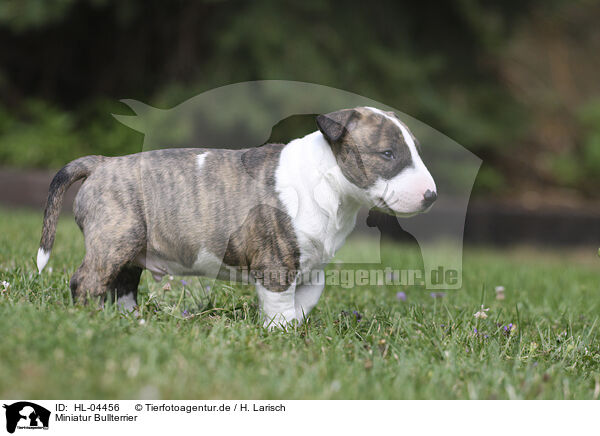 Miniatur Bullterrier / Miniature Bull Terrier / HL-04456
