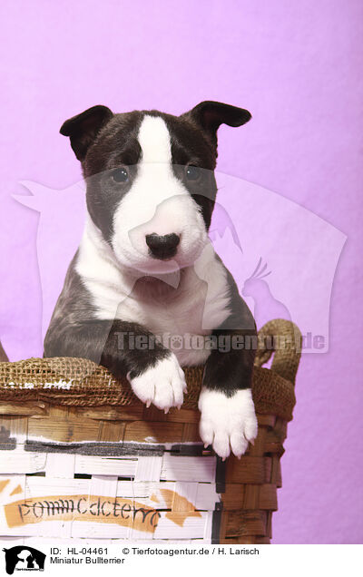 Miniatur Bullterrier / Miniature Bull Terrier / HL-04461