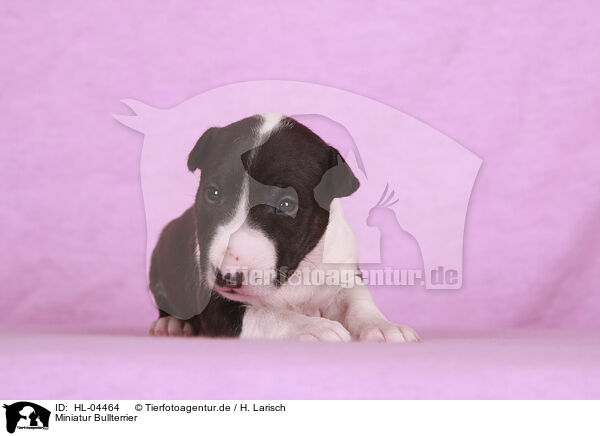 Miniatur Bullterrier / Miniature Bull Terrier / HL-04464