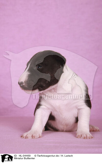 Miniatur Bullterrier / HL-04469