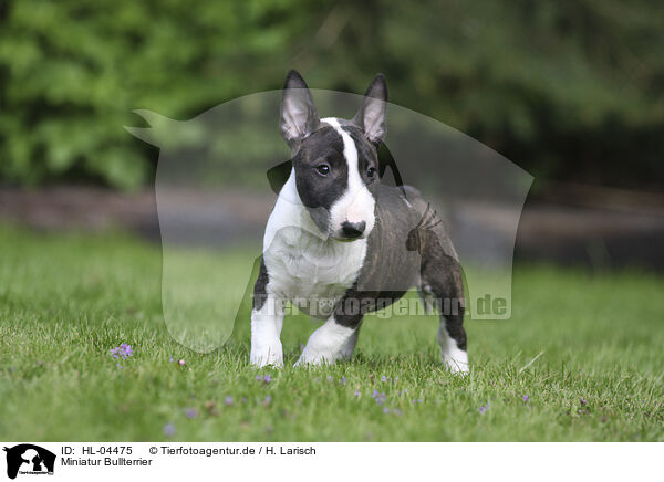 Miniatur Bullterrier / Miniature Bull Terrier / HL-04475