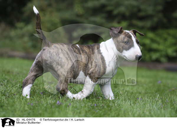 Miniatur Bullterrier / Miniature Bull Terrier / HL-04476