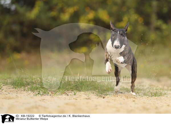 Miniatur Bullterrier Welpe / Miniature Bull Terrier / KB-19222