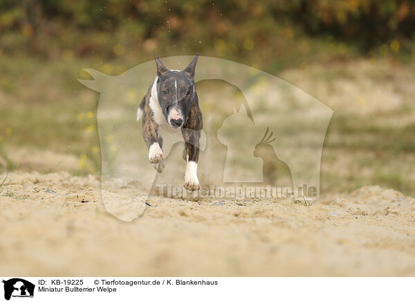 Miniatur Bullterrier Welpe / Miniature Bull Terrier / KB-19225