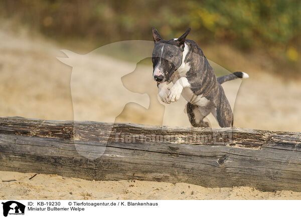 Miniatur Bullterrier Welpe / Miniature Bull Terrier / KB-19230