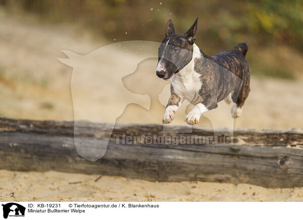 Miniatur Bullterrier Welpe / Miniature Bull Terrier / KB-19231