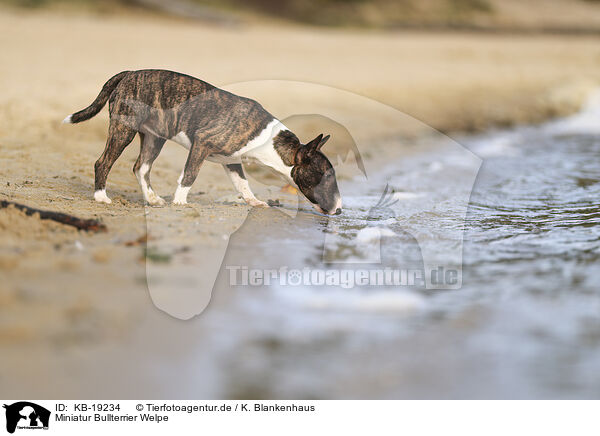 Miniatur Bullterrier Welpe / Miniature Bull Terrier / KB-19234