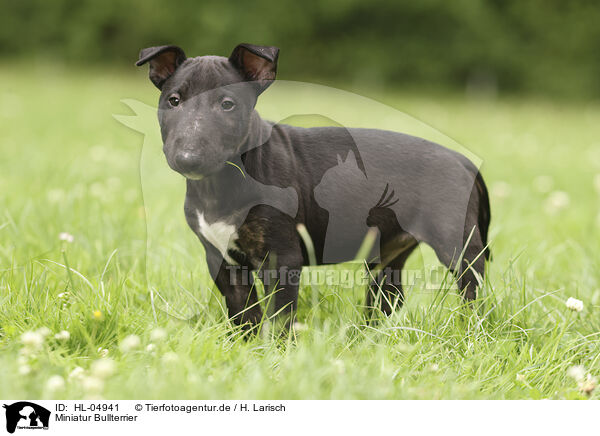Miniatur Bullterrier / Miniature Bullterrier / HL-04941