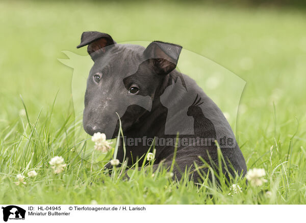 Miniatur Bullterrier / Miniature Bullterrier / HL-04945